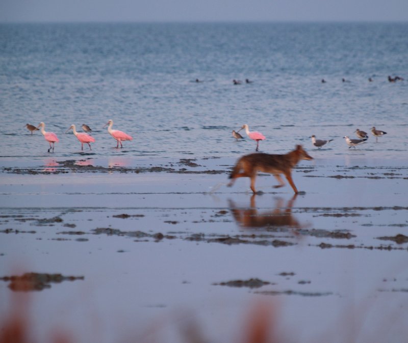 roseate_spoonbill06_06.jpg