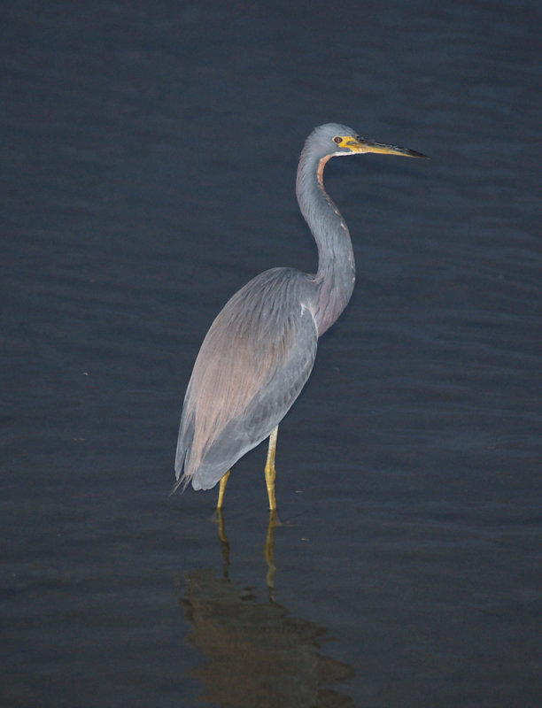 tricolor_heron06_05.jpg