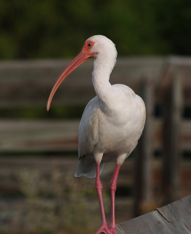 white_ibis06_04.jpg