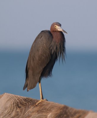 little_blue_heron06_02.jpg