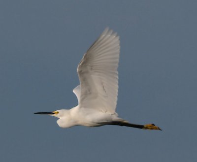 snowy_egret06_04.jpg