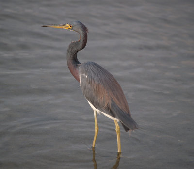 tricolor_heron06_03.jpg