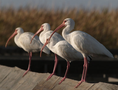 white_ibis06_03.jpg