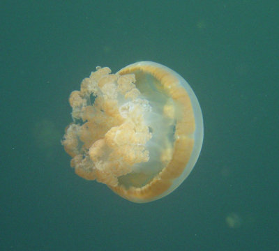 Jellyfish Lake