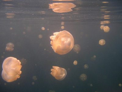 Jellyfish Lake