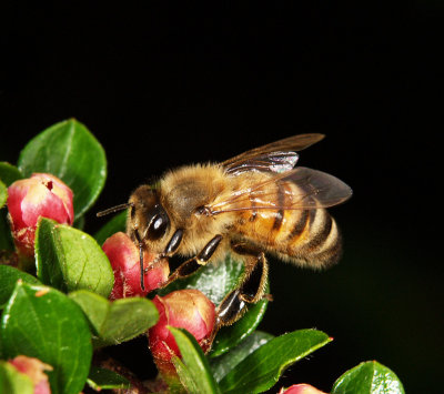 bee07_009.jpg