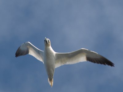 Gannet