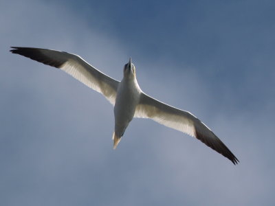 Gannet