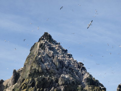 Gannet Colony