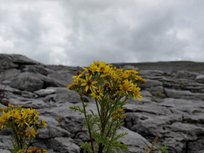Burren flowers