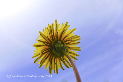 Dandelion / Pissenlit / Lowenzahn