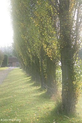 Poplars