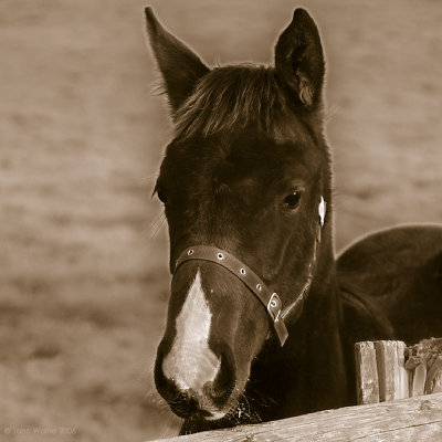 Thoroughbred Foal