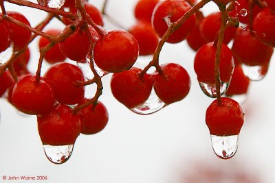 Red Berry Droplets