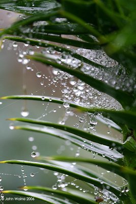 Monkey Puzzle Droplets