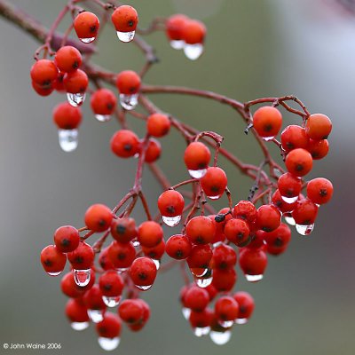 Red Berry Droplets 2