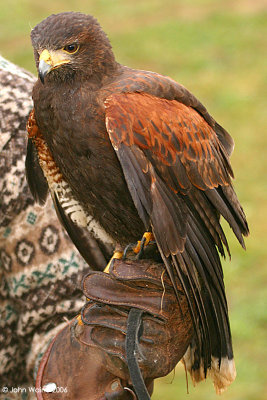 Harris Hawk