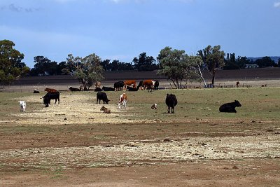 Drought Affected Pasture 3