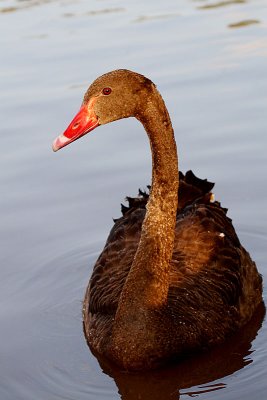 Aussie Swan