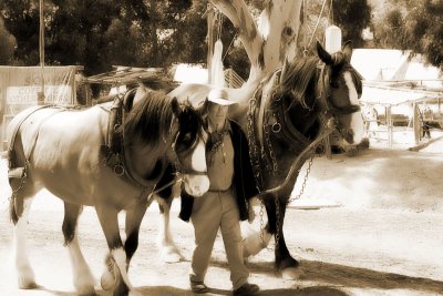 Horses At Sovereign Hill