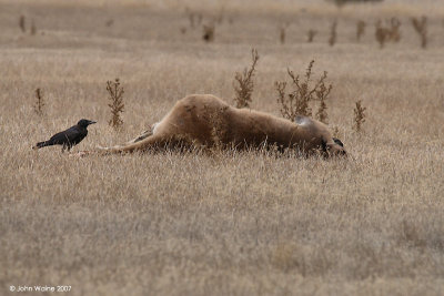 Crow and Dead Kangaroo