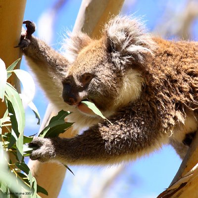 Cool Koalas