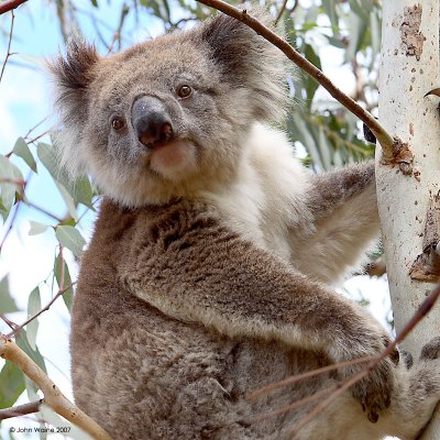 Shall I go to sleep or eat more Eucalyptus?