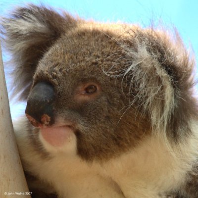 Cool Koala