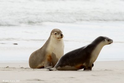 Australian Sealions