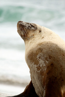 Australian Sealions