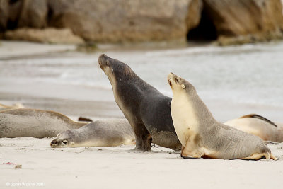 Australian Sealions