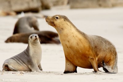 Australian Sealions