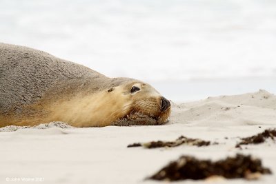 Australian Sealions