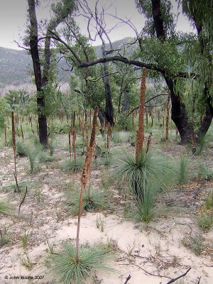Grass Trees in Burned Bush