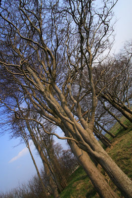 Windblown Beeches