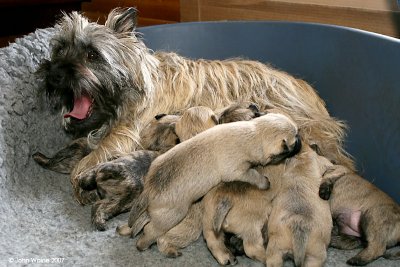 Nell (Cairn Terrier) And Her Pups