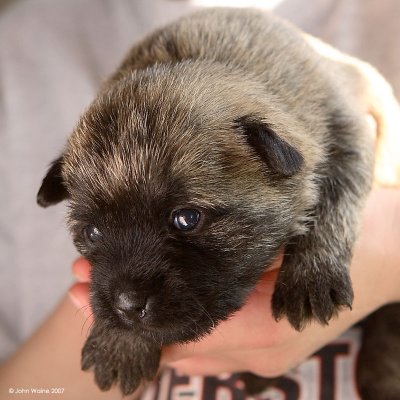Cairn Terrier Pup