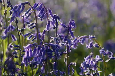 Yet  Another Bluebell Shot!