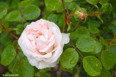 Rose In The Rain