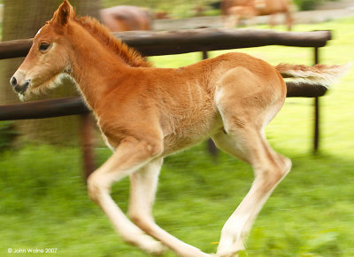 Fast Foal