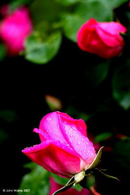 Rose Resisting Recent Rain