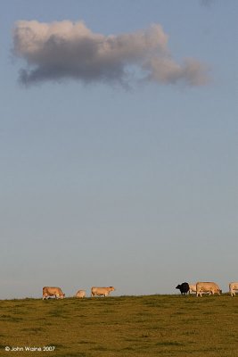 Cows Under A Cloud