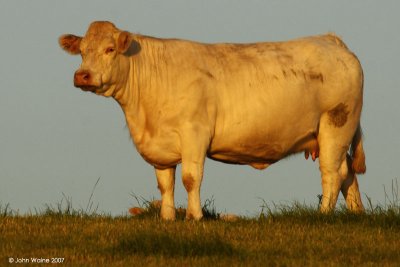 Charolais Cow