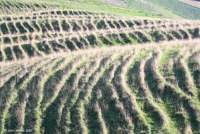 Lines On A Hill
