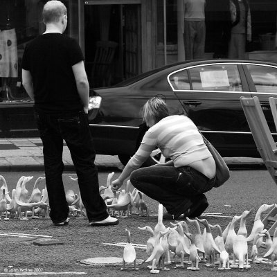 Street Ducks