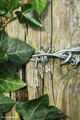 Ivy & Wire