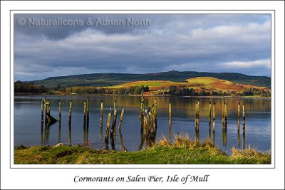 Cormorants Resting