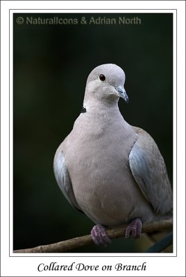 Collared Dove on Branch