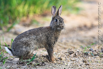 Rabbit in Field