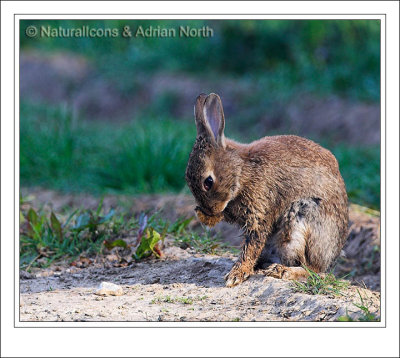 Rabbit Cleaning Itself